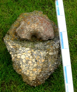 Hertfordshire Puddingstone artifacts discovered by Jane Tubb near 1. Hertfordshire Puddingstone artifacts discovered by Jane Tubb near Puckeridge, Herts. The main fragment is a failed attempt by a disappointed Roman to make a beehive quern.